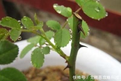 『玫瑰』玫瑰枝条怎么生根
