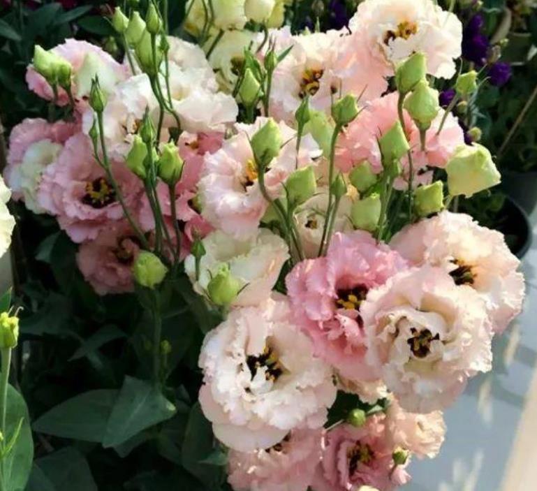  充足■“4种花”不怕热，越热开得越旺，养在家里能开一春夏！