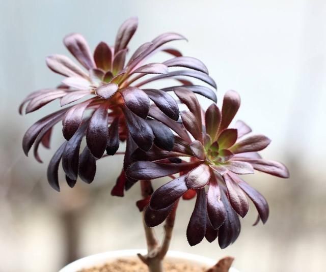 【养护时】多肉植物黑法师在春天的养护方法