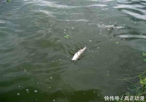 【生活费】鱼跑了, 杆也断了, 钓鱼人半个月的生活费没了