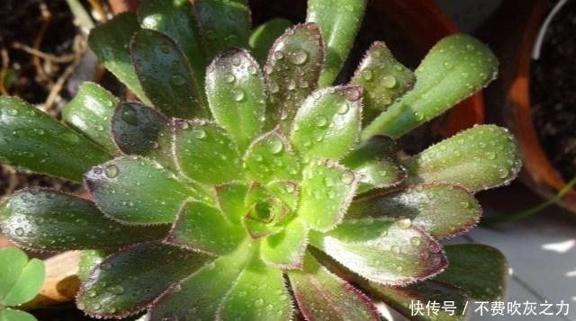  『开花的植物』自带“魔法”的多肉，只养它，也能打造出漂亮花园！