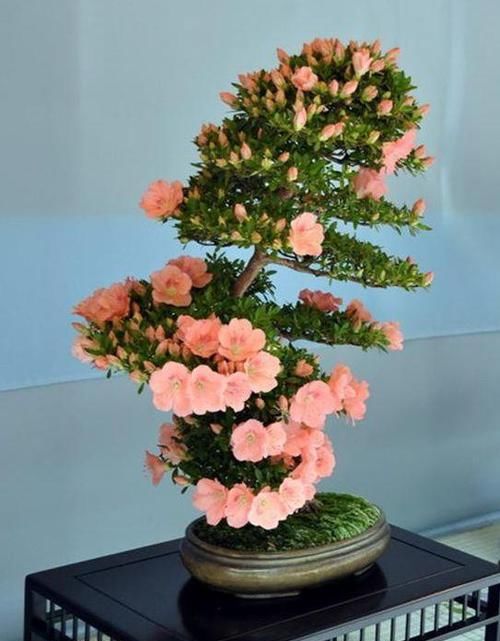  花盆@一个碗大的花盆，也能种出苹果树？别说，看着还挺诱人的！