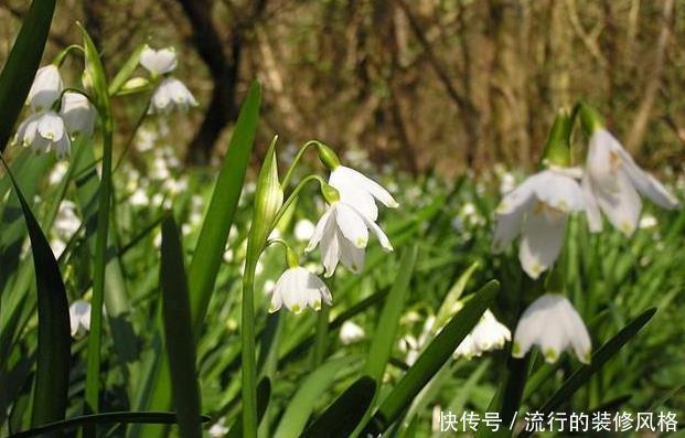  心灵|此花是雪中女神，花开洁白如雪高雅靓丽，让人感觉心灵的升华！
