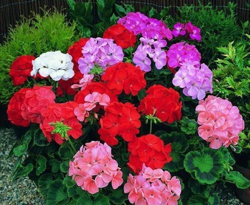 「植物」养了花，怎么延长花期？