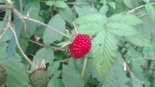 农村这种野果形似草莓，过去农民当零食吃，如今城里卖50元一斤