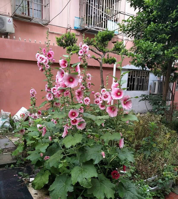 『世界』中国产的世界名花,花大色艳“颜值”高,还可做成盆栽观赏!