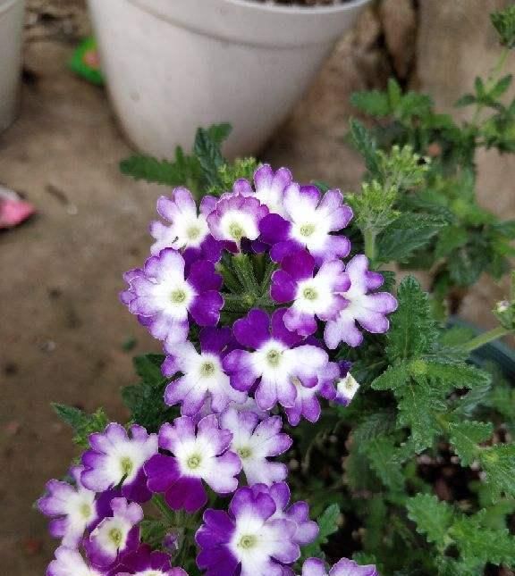  草花■它是草花中的大美女,模样娇俏开花美,还特好养!