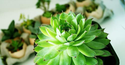  『植物』多肉植物长不胖,烂根越长越差？做好这几点想爆盆太容易!