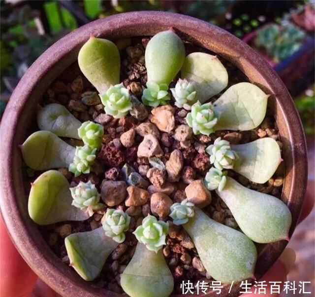 「单头」养花技巧:多肉爆盆的4个绝招,单头变多头,一棵变满盆