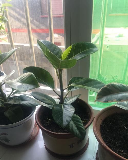  「扦插」橡皮树不用买，一片叶子繁殖一大盆，叶插有妙招，侧芽蹭蹭就爆盆