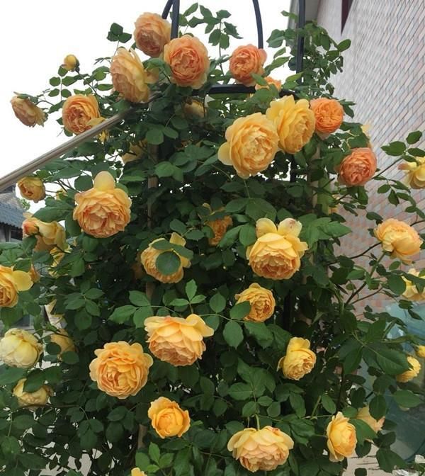  这款：藤本月季选这款，四季有花开，香气浓郁，好看又好养，阳台也能种