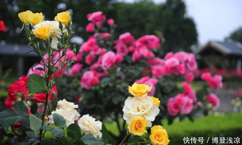 『相拥』郑州绿博园月季花开,云海相拥!