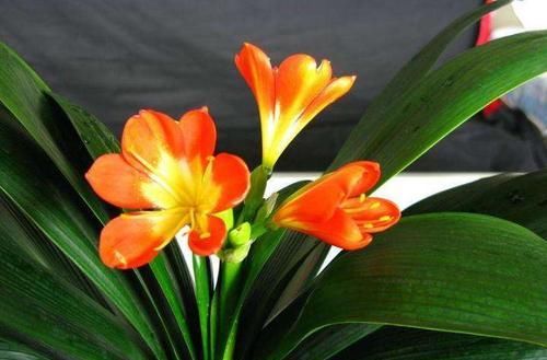  「种植」花卉种植技术：想养殖好花卉君子兰，君子兰养护这几点不要做！