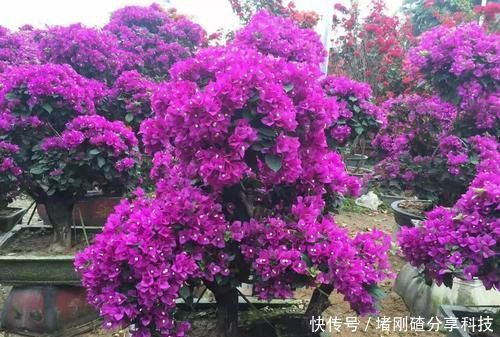  『三角梅』此款开花植物，插个枝条就能活，花期长达200天，很适合小白养！