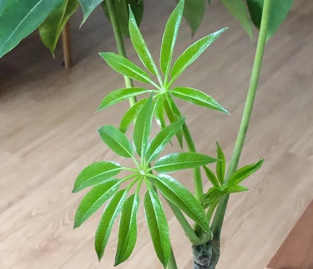  适合@10种适合室内的小众花，今年超流行，点缀家居，越养越精致