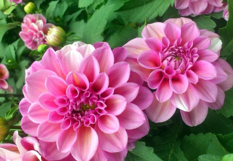  『人人』花大色美的3种花，开花猛，好管理，人人都喜爱
