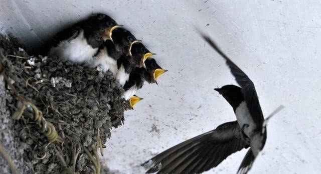 为什么燕子每年繁殖而不见数量增加？内行人“一语道破”