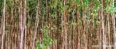 种植杉树越来越多，以后会像速生桉被禁种吗