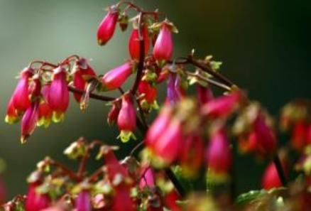  [不败]1种适合春季养的“宫廷花”，颜值“吊打”长寿花，能开120天不败