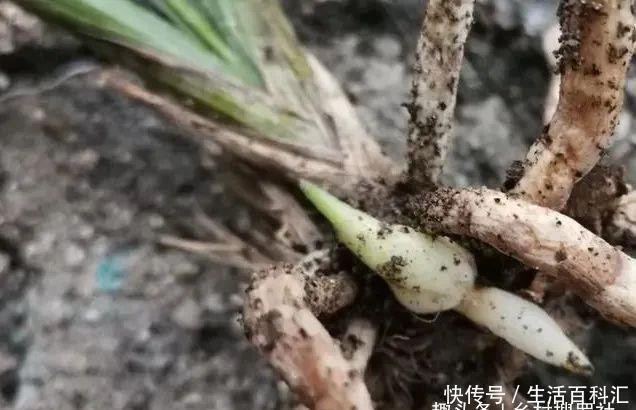 新芽@兰花种植技巧,新芽期的三大忌,犯了一个都会烂苗