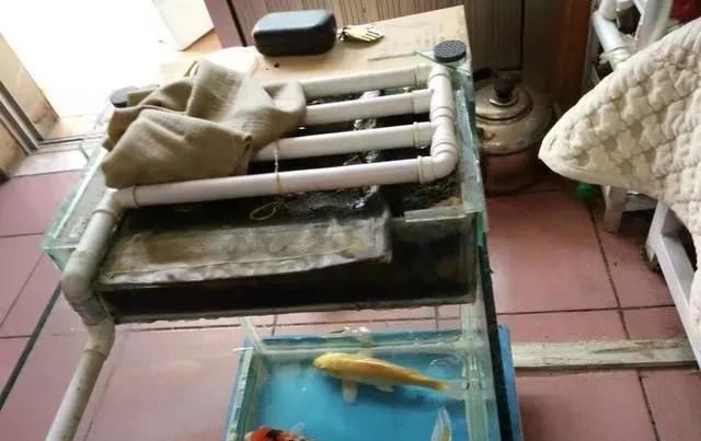  「鱼缸」夏天记住这五件事，保你鱼缸平安