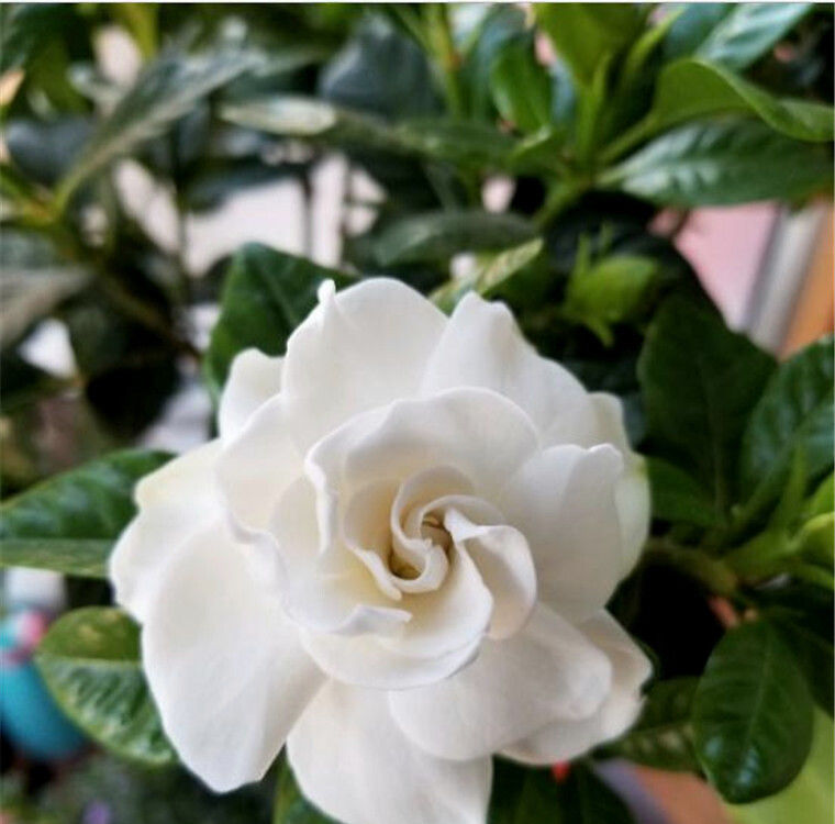  「花开满」栀子花养护离不开的“三大元素”，花开满盆，圆成球！