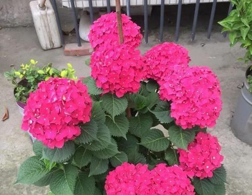 「超生」绣球花第一年开花就成了超生游击队需要修剪吗？会不会导致大小年