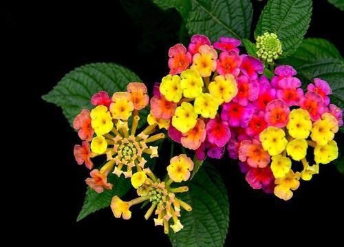  『爱爆』此花，堪称花界中的毒美人，一花多色，绚丽可爱，四季开花爱爆盆