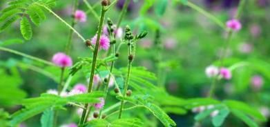  #种子#白芥子，别名辣菜子一年或二年生植物白芥 的干燥成熟种子。