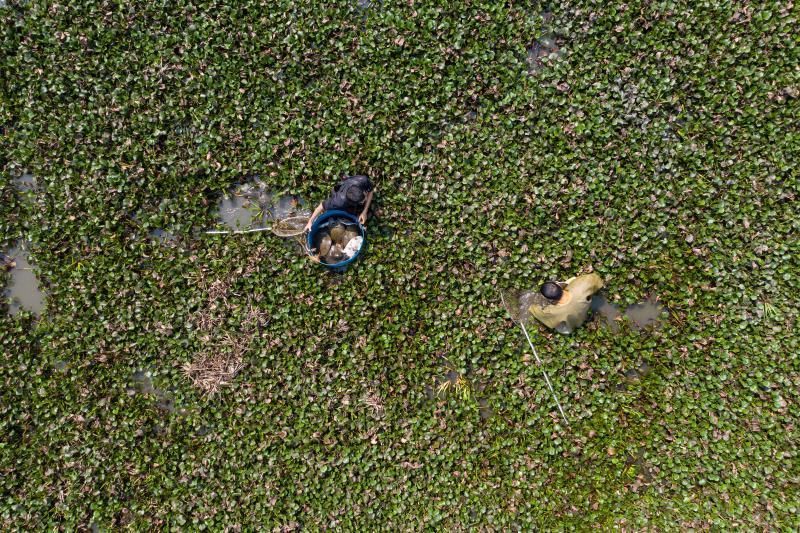  「养殖户」官宣可食用，近万只甲鱼卖不出愁坏了老养殖户