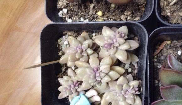 吸管:浇水是个“老大难”!花盆里插几根吸管,能轻松不少