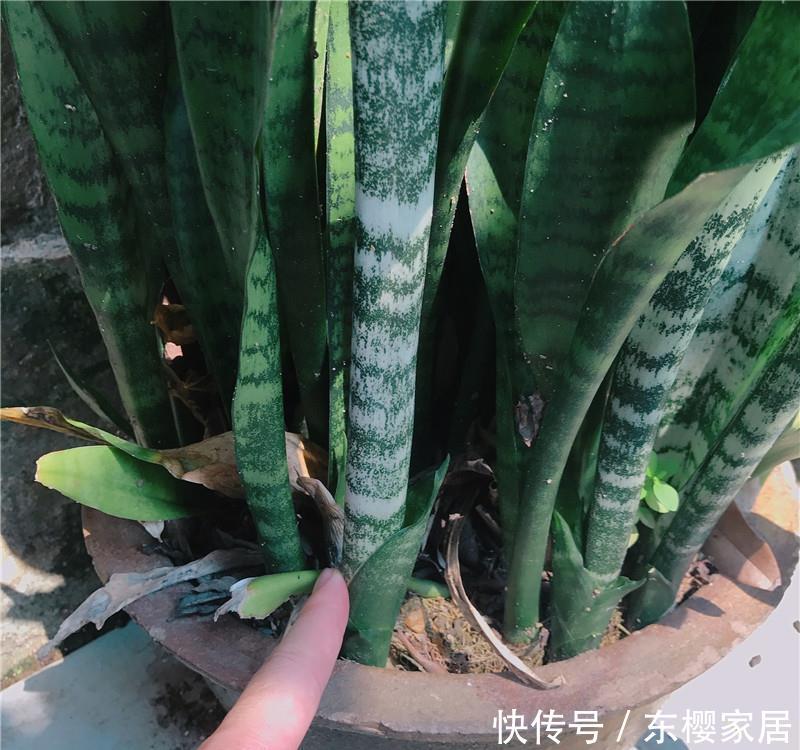  #无根水#爆盆虎皮兰，就是“本地货”，喝的“无根水”，还有遮阳伞！