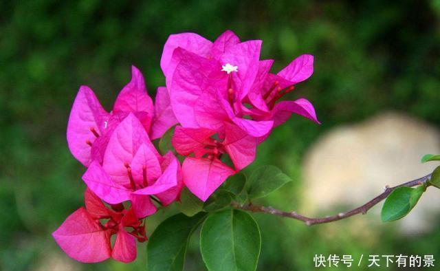 「名字」3种花名字很俗气,但非常好养活,开花量大爆盆简单,谁养谁喜欢