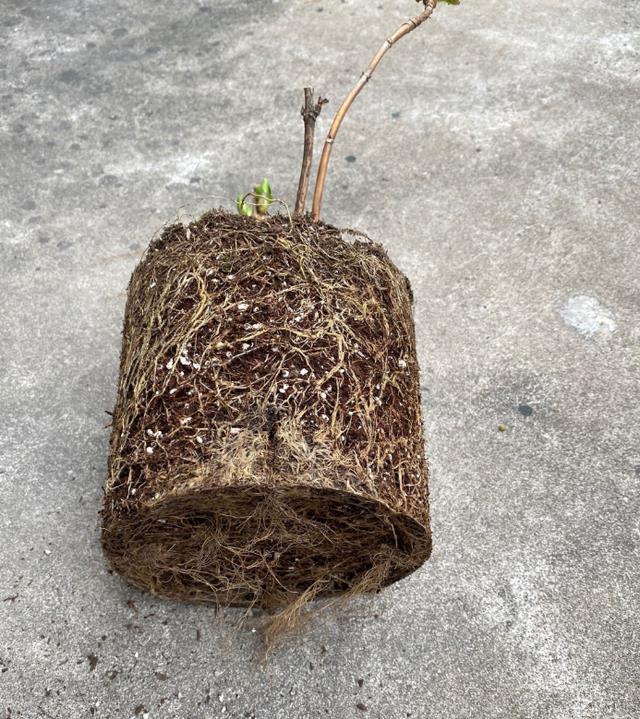  新手：新手养一盆这样花，简单好管理，开花易爆盆，非常适合新手