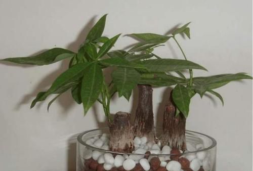  #种植#'人怕伤心，树怕伤根'，种植发财树有讲究，这样操作健壮发芽多