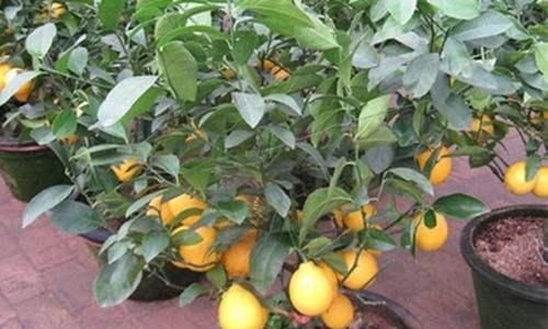 「盆栽技巧」春天到了,这“3种水果”栽盆里,出芽快,开花又挂果,真不错!