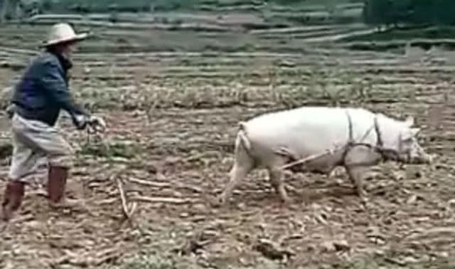 男子深山徒步,发现有人用母猪代替黄牛耕地,不得不佩服母猪！