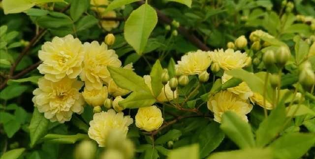  「清明」清明的蔷薇花儿，绽放在西安的园林间