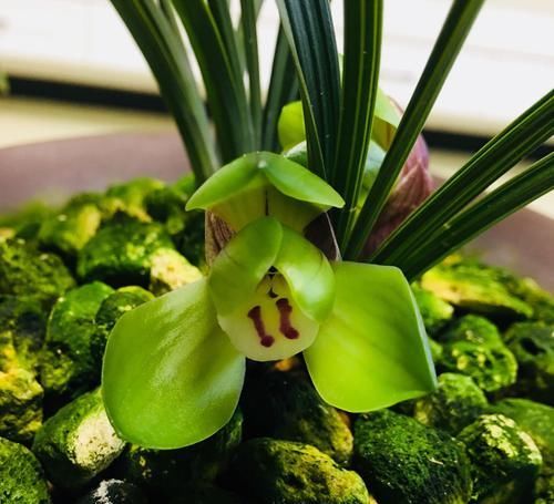  『植物』兰花根系和开花的关系，磷酸二氢钾会使兰花中毒是怎么回事？