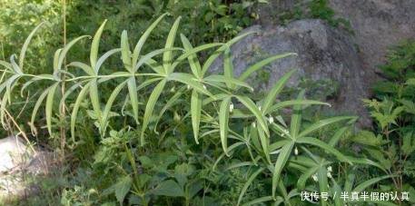 农村这种野生物“若遇到要当回事”它的价值很高，对人有很多好处