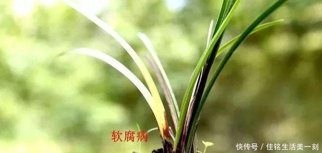#能力#如何让病后的兰花弱苗复壮怎样才算真正复壮用实例告诉你