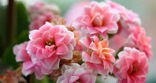 「光照强度」此花,光照强度不能太剧烈,否则会使叶子发黄。
