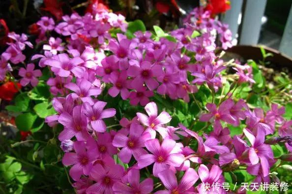  [图片作者]15种超级好养的花，不死鸟居然不是第一，“养花杀手”们试一试吧