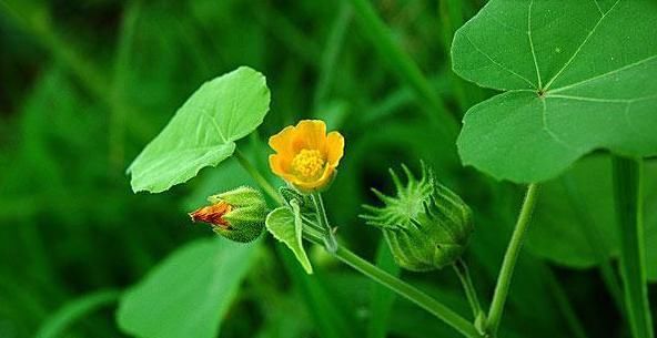  『植物』这种植物茎皮可编织麻袋，果实是儿时的零食，而且全草可入药