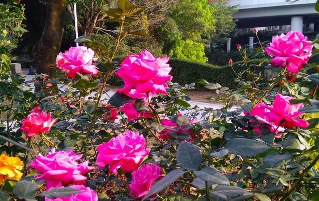  『发黄干枯』刚买的月季爱“黄叶”，3个错误不要犯，救都救不了！