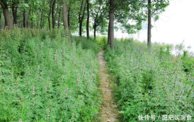  「药用价值」一种无人不晓的野草，农民挖它一斤卖7元，晒干后价