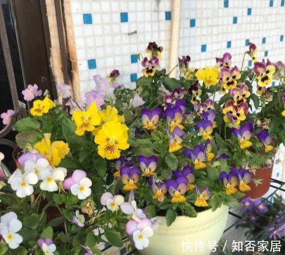  [便宜货]几种便宜货，5块钱买一盆，养在家爆炸式的开花，阳台变花海