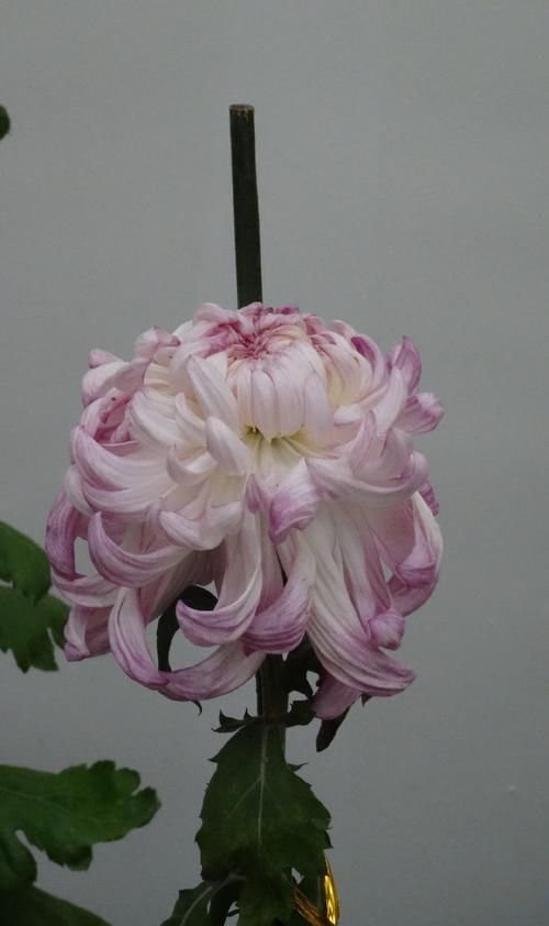  「芹叶牡丹」喜欢菊花，首选“珍稀名菊”斗南的月，粉嫩妖娆，柔美雅致！