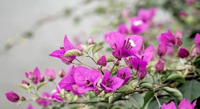 「广州」华南实力最强的中心城市,四季开满鲜花,有望成为下一个上海