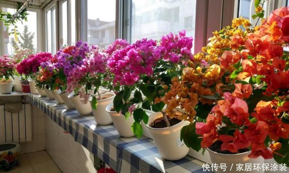  『开花』最受欢迎的4种花，沾土就活，花朵漂亮，容易爆盆，人见人爱！